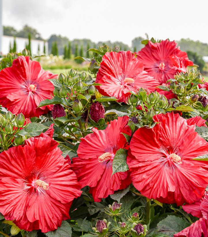 Hibiscus x Summerific® 'Garnet Globes'