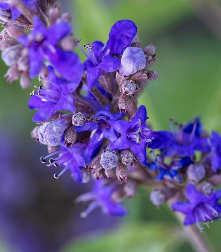Vitex agnus-castus Queen Bee®