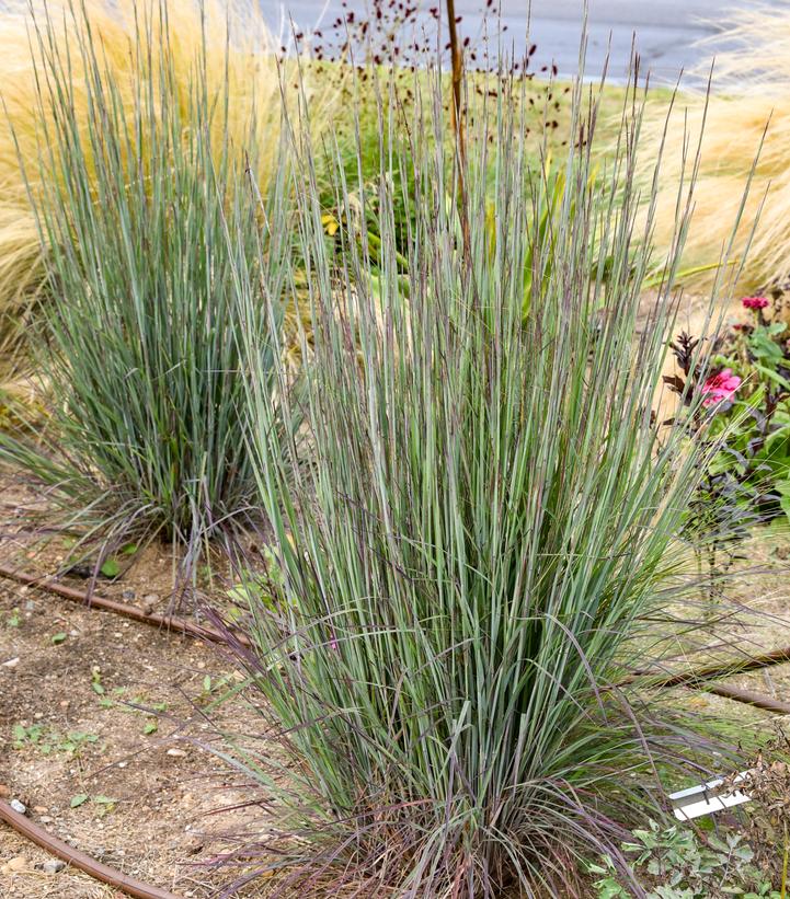 Schizachyrium scoparium 'Cinnamon Sticks'