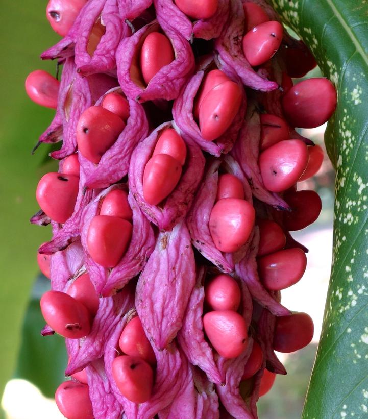Magnolia tripetala 