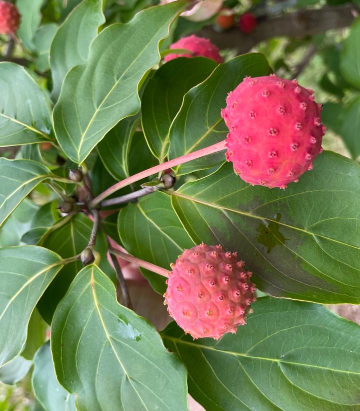 Cornus x Stellar Nova™