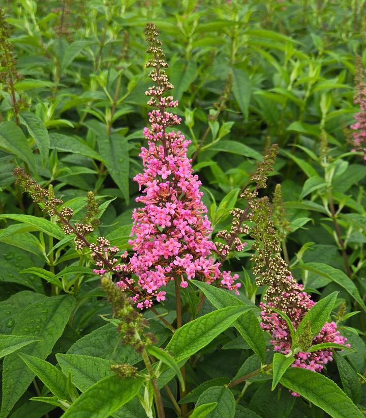 Buddleia davidii Trippy Pink®