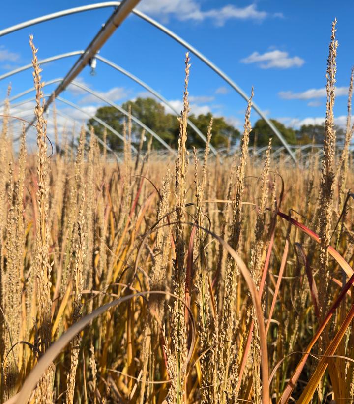 Panicum virgatum Prairie Winds® Blue Spear