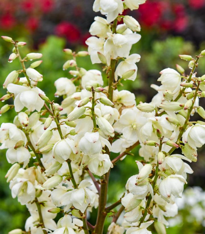Yucca x 'Dragon Slayer'