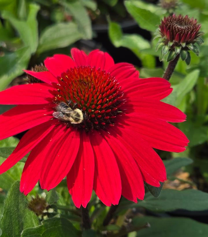Echinacea x Sunmagic® 'Vintage Hot Red'