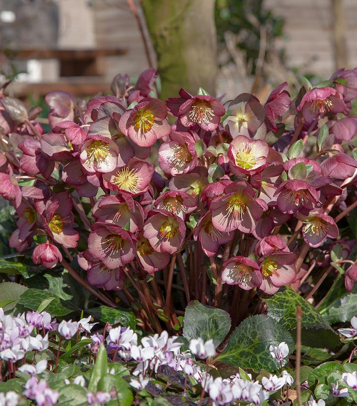 Helleborus x Frostkiss® Elemental®