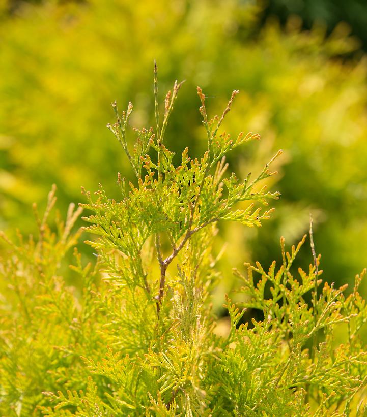 Thuja occidentalis Lemon Burst®