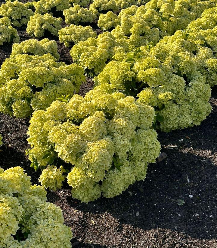 Hydrangea paniculata Bubble Bath™