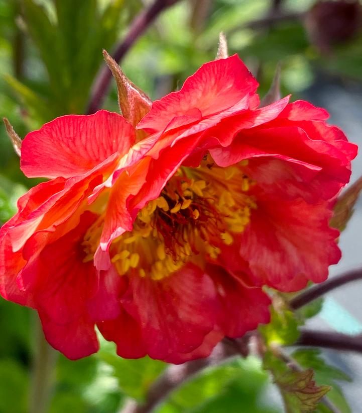 Geum Tempo™ Coral