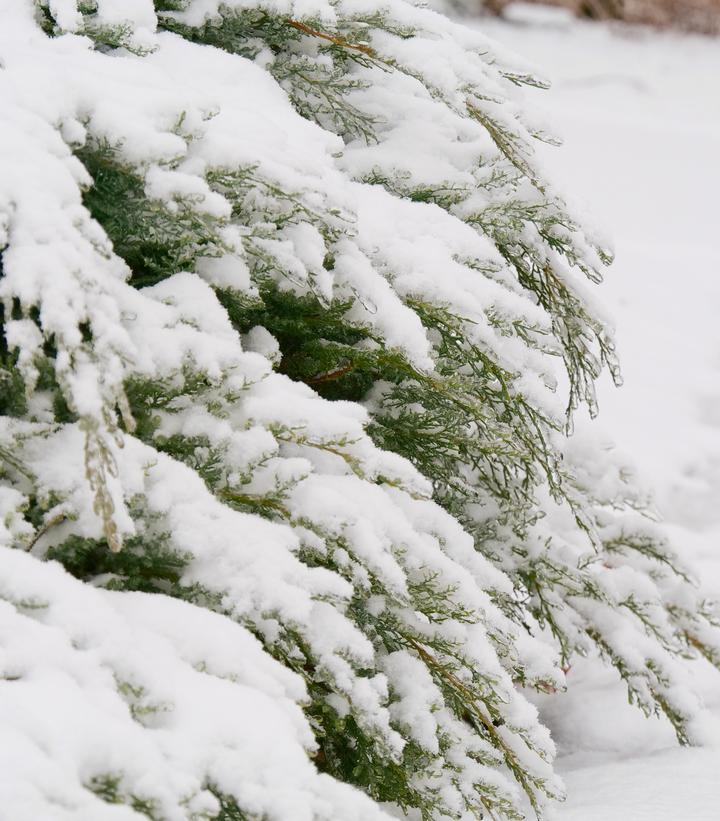 Juniperus chinensis Montana Moss®