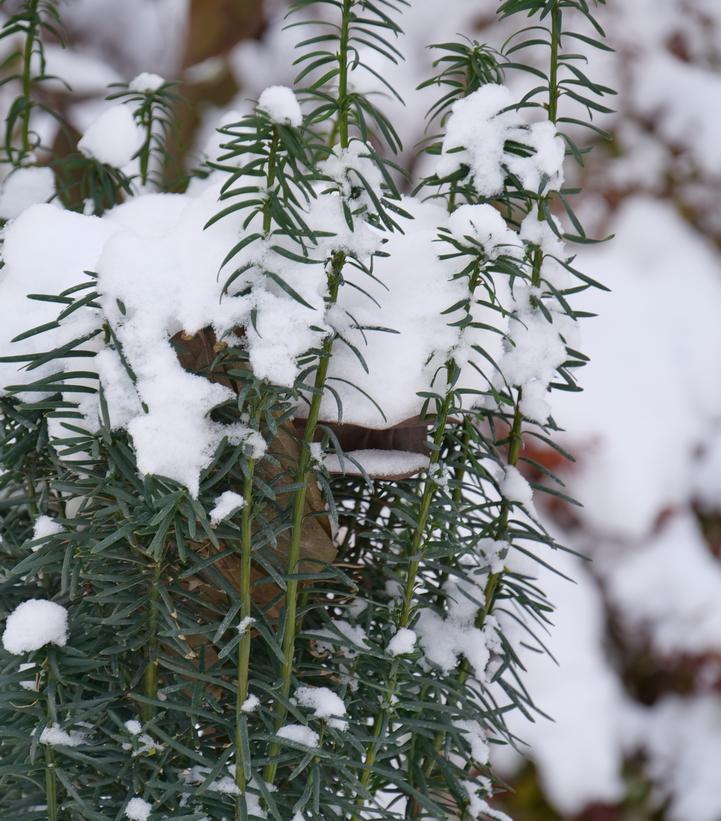 Taxus x media Stonehenge Skinny®