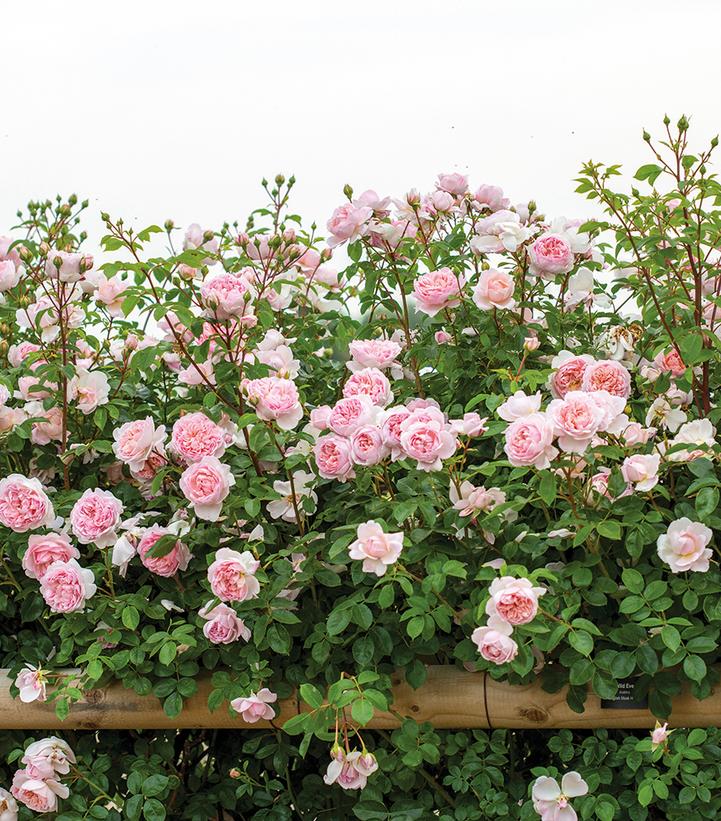Rosa Wildeve®