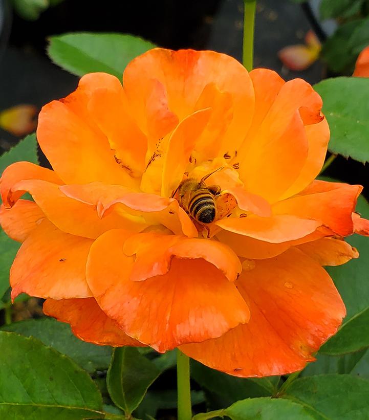 Rosa Easy-to-Love® Livin' Easy™