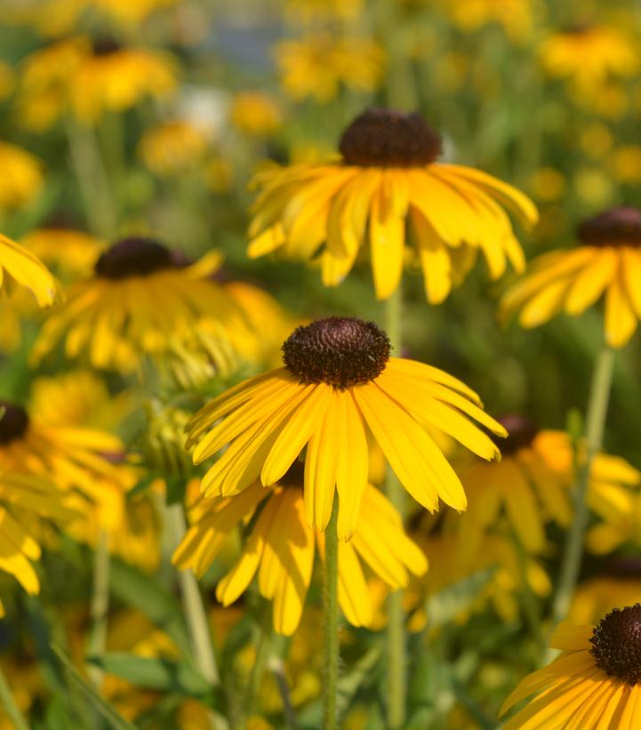 Rudbeckia fulgida 'Viettes Little Suzy'