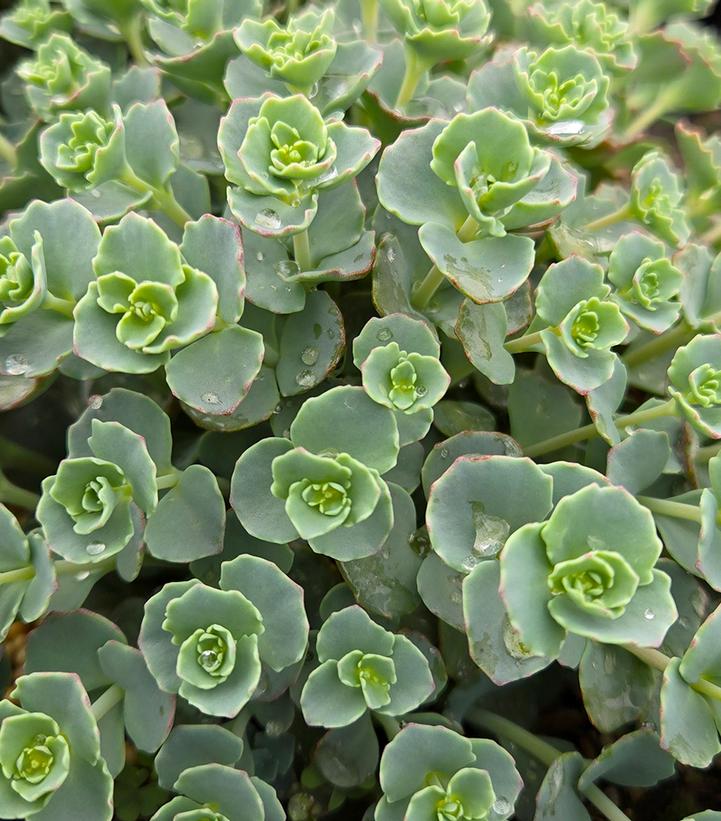 Sedum sieboldii 