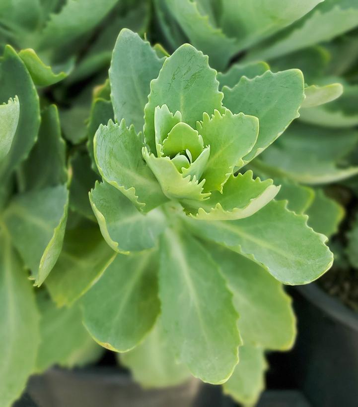 Sedum spectabilis 'Autumn Joy'