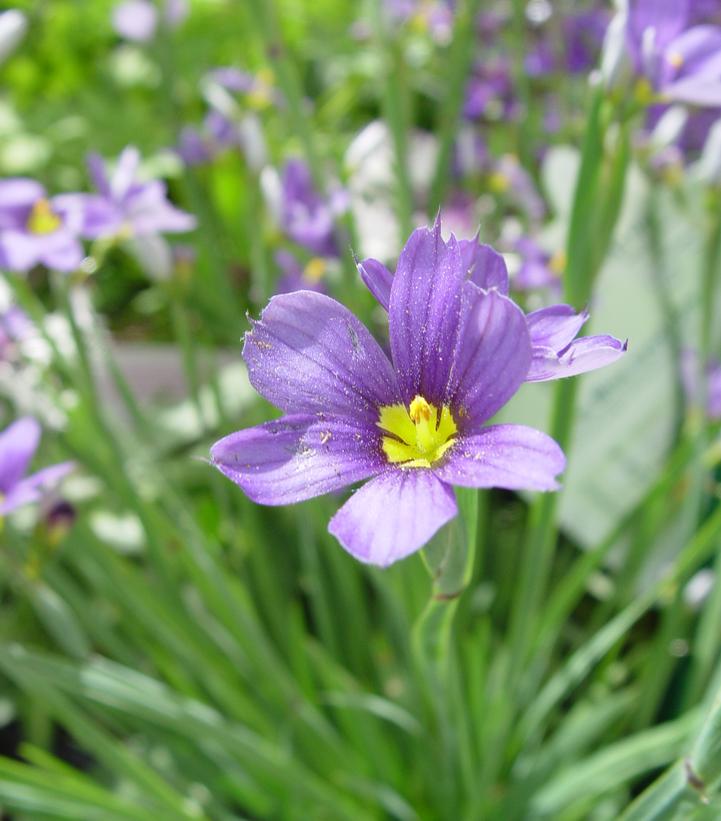 Sisyrinchium angust. 'Lucerne'