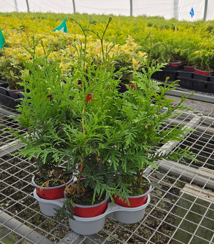 Thuja x 'Green Giant'