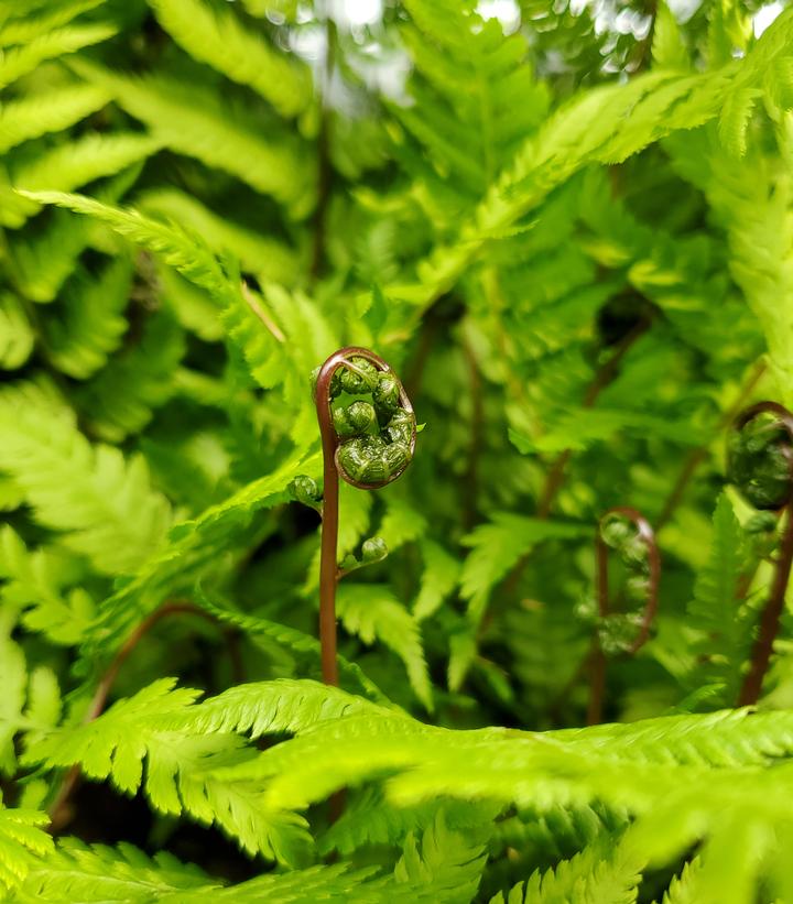 Athyrium filix femina Lady in Red