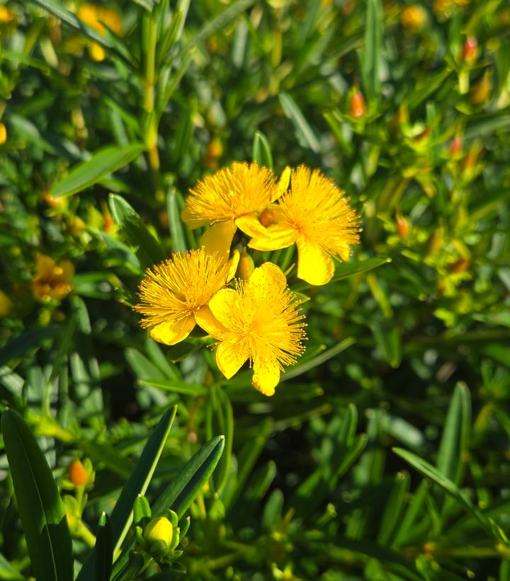Hypericum x Sunny Boulevard®