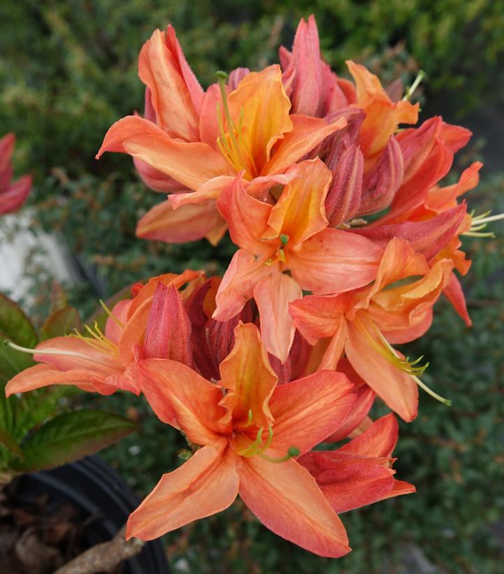 Azalea Northern Lights 'Mandarin Lights'