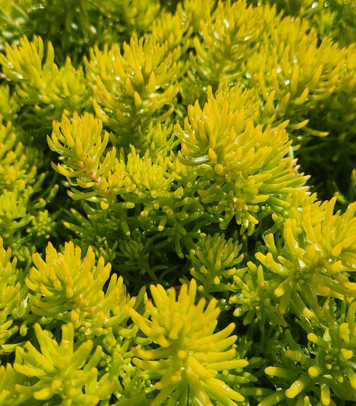 Sedum Angelina