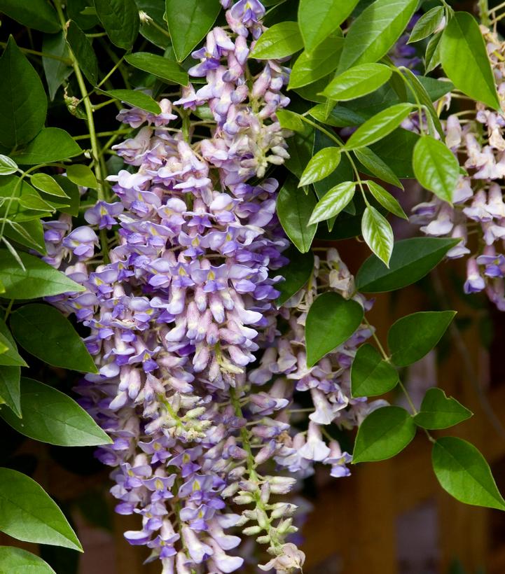 Wisteria macrostachya Summer Cascade™