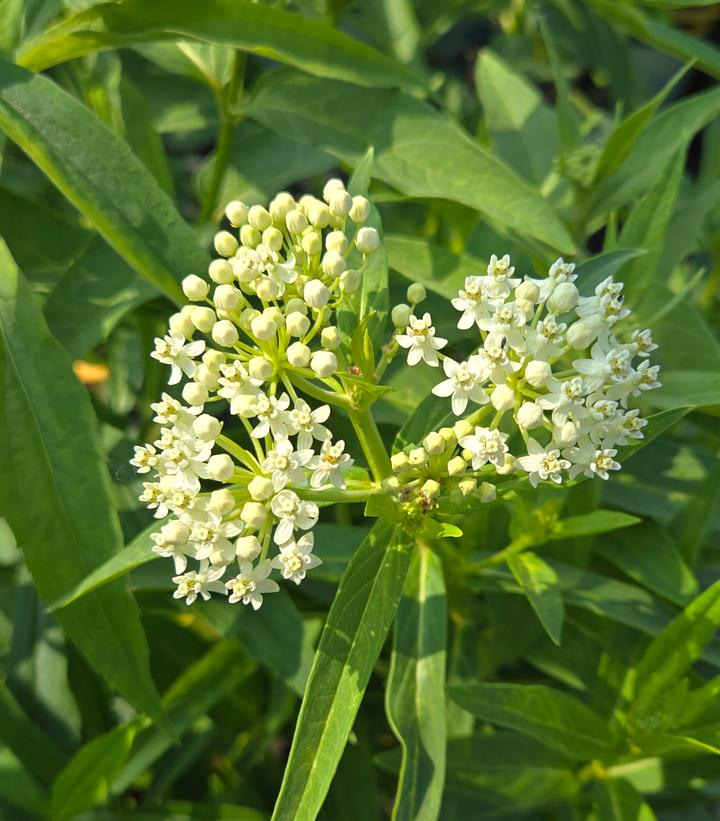 Asclepias incarnata 'Ice Ballet'