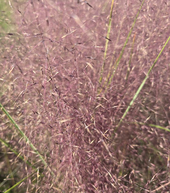 Muhlenbergia capillaris 