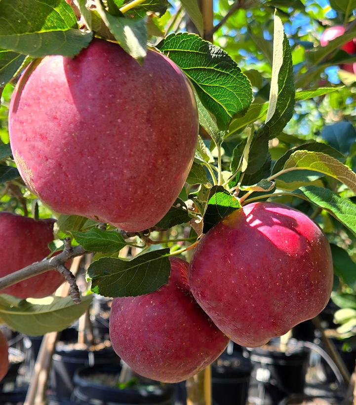 Malus X Red Delicious