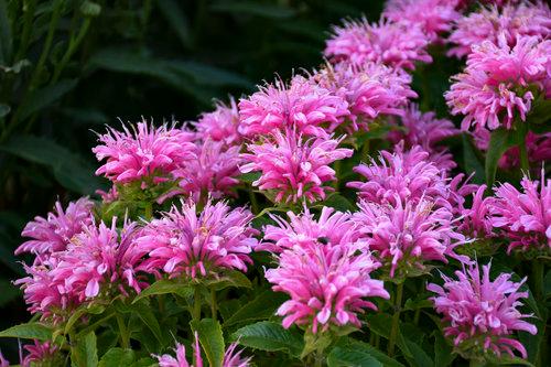 Monarda didyma Pardon My Pink