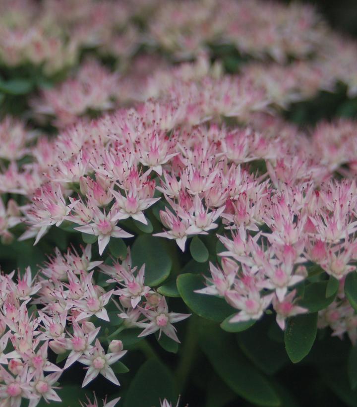 Sedum x Rock 'N Round® 'Pure Joy'