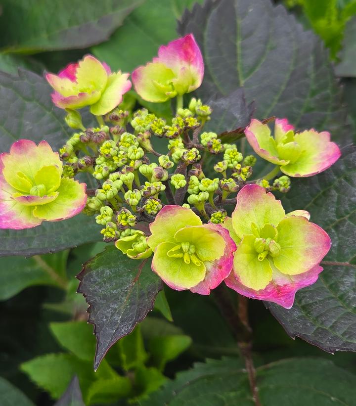 Hydrangea serrata Tuff Stuff™