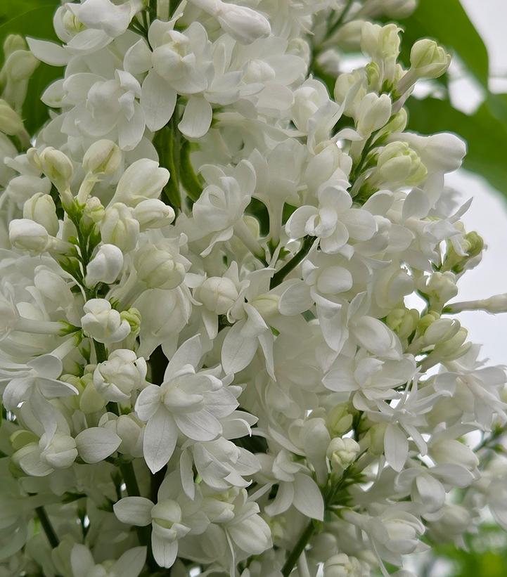 Syringa vulgaris 'Krasavitsa Moskvy'