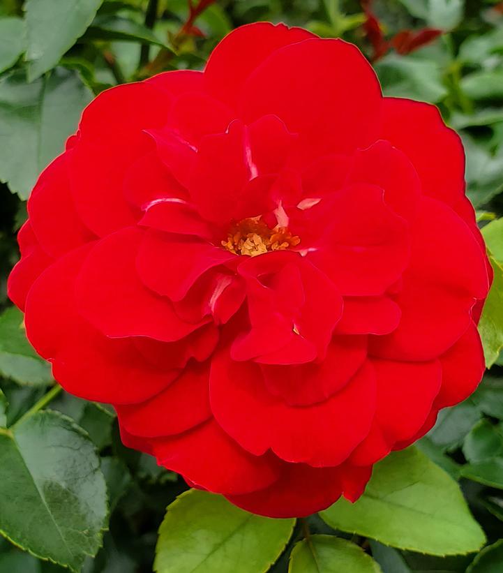 Rosa Easy Elegance® Paint The Town