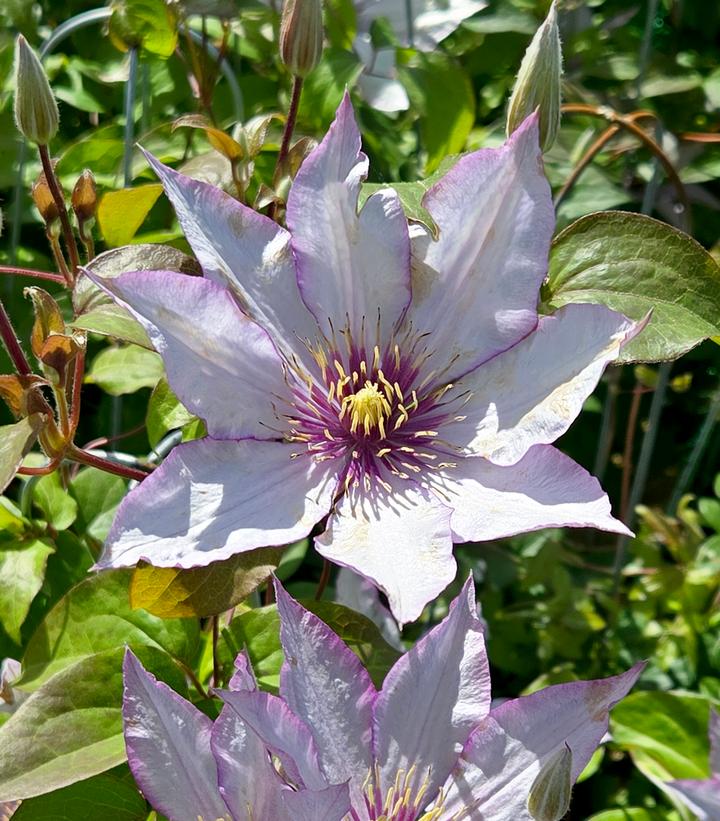Clematis x Samaritan Jo™