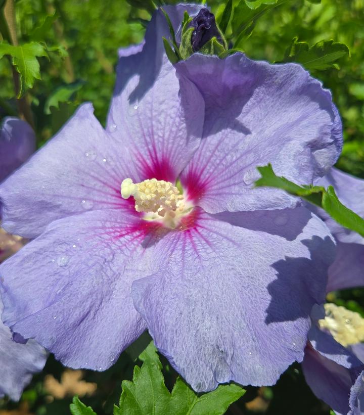 Hibiscus syriacus Azurri Blue Satin®