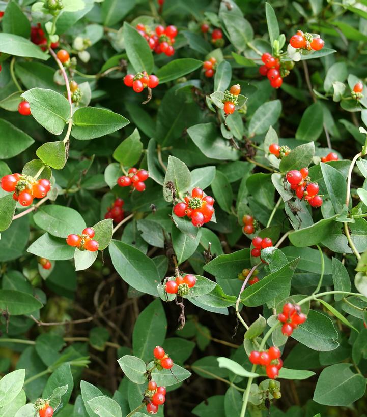 Lonicera periclymenum 'Scentsation'