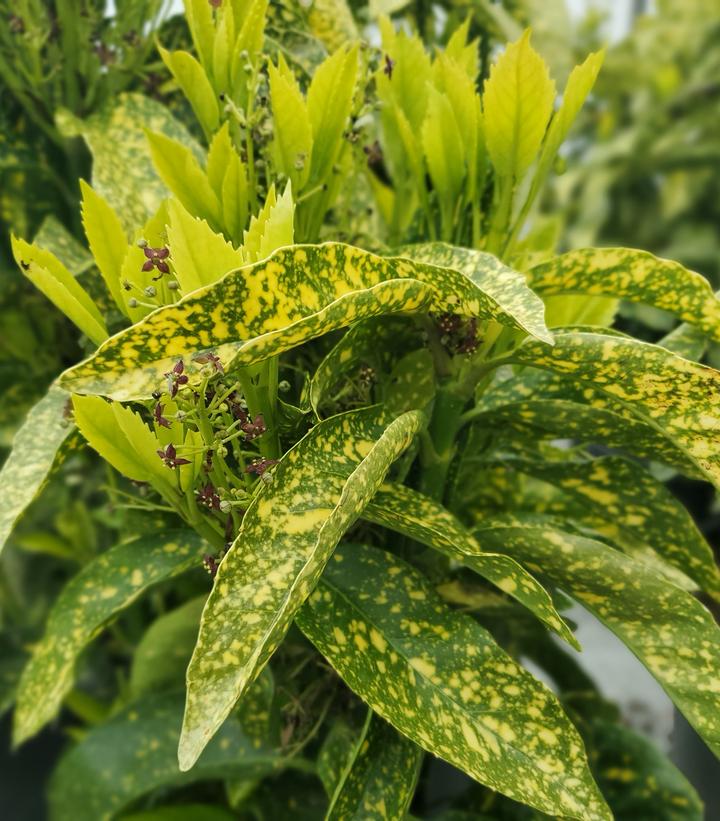 Aucuba japonica 'Variegata'