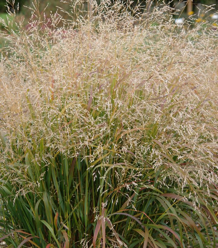 Panicum virgatum Cape Breeze Cape Breeze Switchgrass from Prides Corner ...