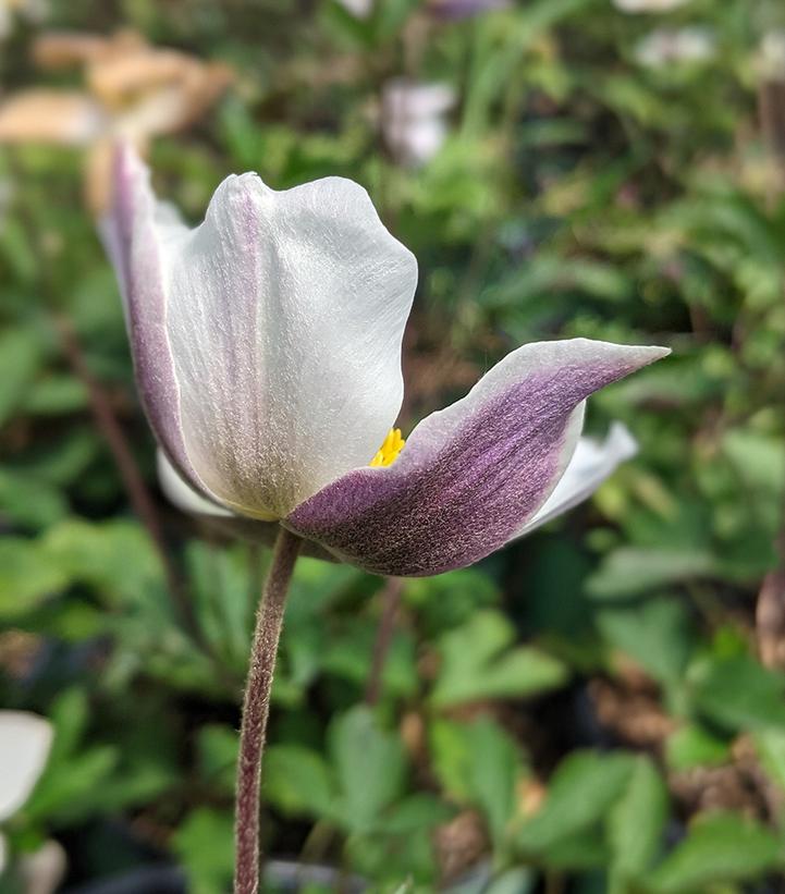 Anemone x 'Wild Swan'