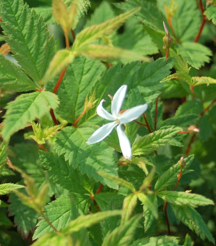 Porteranthus trifoliatus 