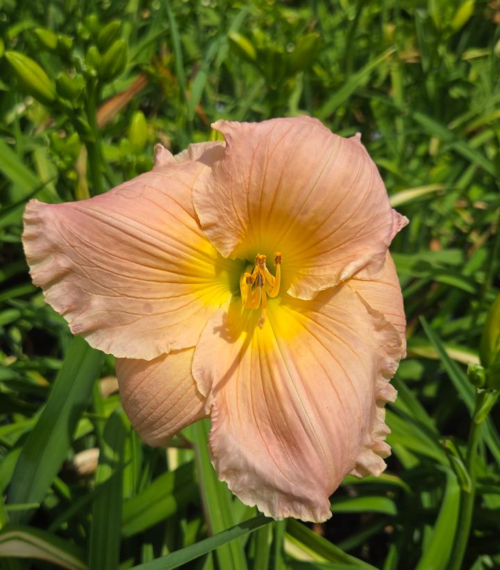 Hemerocallis 'Barbara Mitchell'