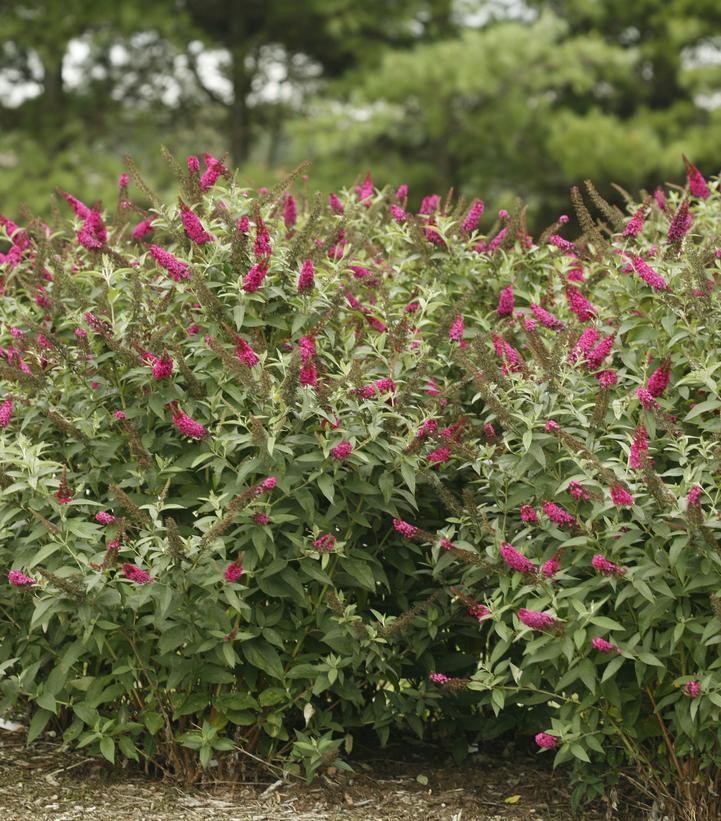 Buddleia x Miss Molly