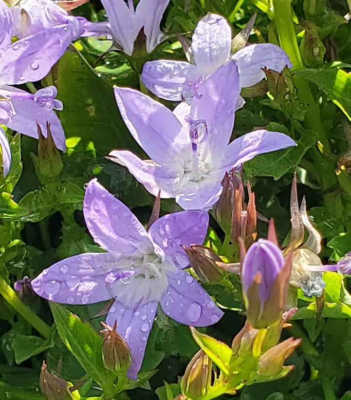 Campanula poscharskyana 