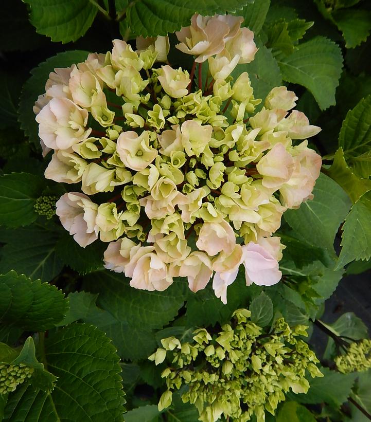 Hydrangea macrophylla Let's Dance® Rave®