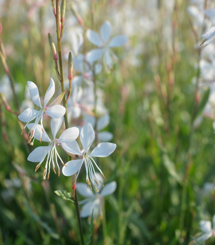 Gaura lindheimeri 'Sparkle White'