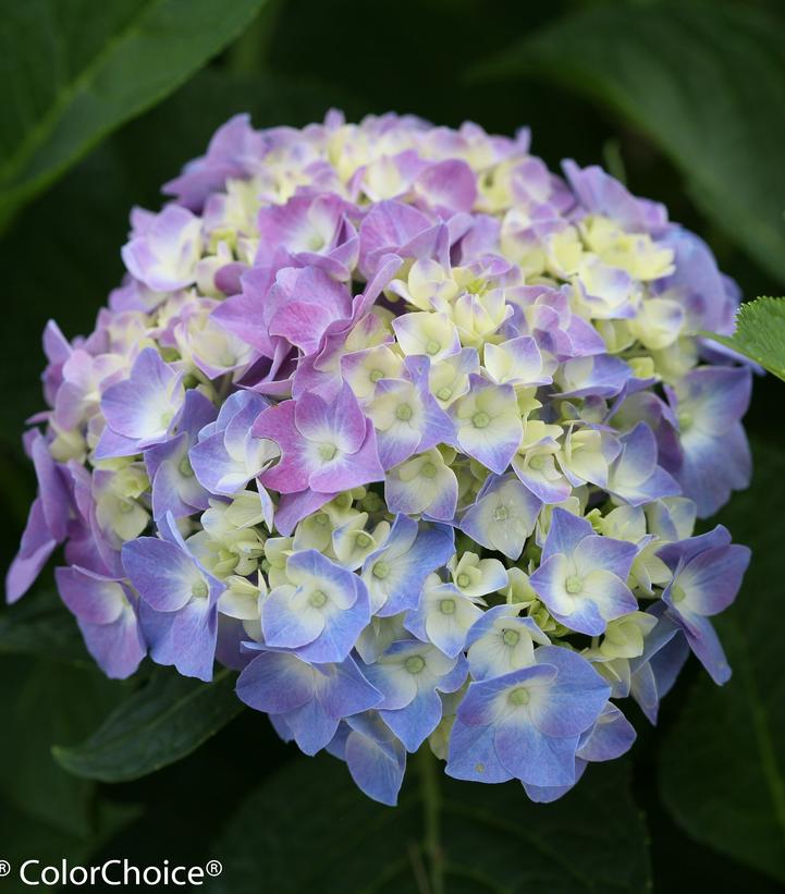 Hydrangea mac. Let's Dance® Let's Dance® Blue Jangles®