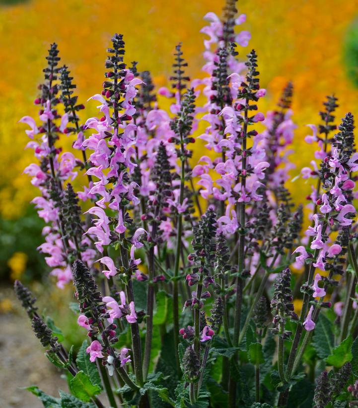 Salvia x Color Spires® Color Spires® 'Pink Dawn'