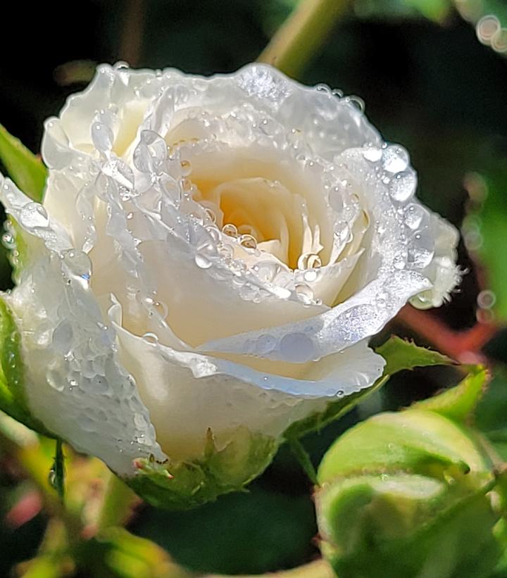 Rosa White Drift®